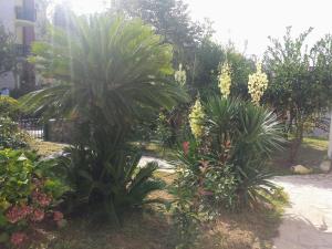 einen Garten mit Palmen und Blumen auf einem Gehweg in der Unterkunft Guest House Djonovic in Petrovac na Moru