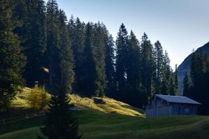 a barn in the middle of a field with trees at Appartement Seebachsee in Warth am Arlberg