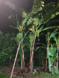 Gallery image of La Frontera in Chinchiná +16 photos