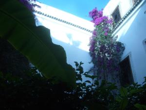 Κήπος έξω από το Riad Jenaï L'Authentique