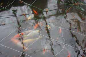 Fotografie z fotogalerie ubytování Ohanabatake v destinaci Curuoka