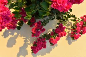 a bunch of pink flowers on a wall at Makronisos Village in Ayia Napa
