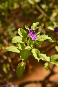 a purple flower on a plant with green leaves at Makronisos Village in Ayia Napa