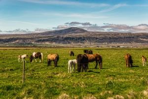 クヴェラゲルジにあるReykjadalur Guesthouseのギャラリーの写真