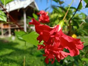 拜县Yawning Fields的房子前的红花