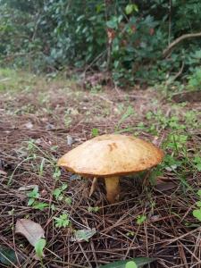 einen braunen Pilz auf dem Boden im Gras in der Unterkunft Il Casale dei Principi in Lecce