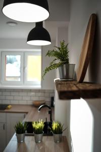 a kitchen with four potted plants on a counter at Studio Krynickie in Krynica Zdrój