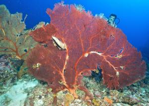 un gran coral rojo en el fondo del océano en Flying Annie Moa, en Neiafu