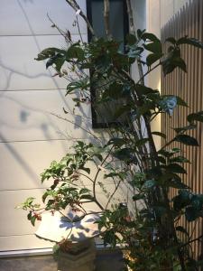 Aed väljaspool majutusasutust Hotel 草石庵