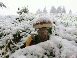 a mushroom covered in snow in a field at Kreitser in Lazeshchyna
