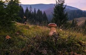 a mushroomidated object in the middle of a field of grass at Kreitser in Lazeshchyna