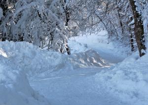 a road covered in snow with trees and branches at Lodge Hof Weissbad in Weissbad