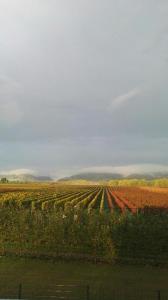 a field with lots of crops with a sky at Valley ferienwohnung SÜW in Heuchelheim-Klingen