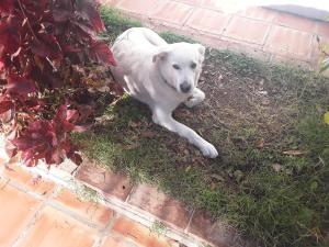 フリヒリアナにあるCasa bonicaの白犬が芝生の上に寝ている