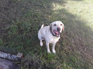 フリヒリアナにあるCasa bonicaの白犬が草の中に立っている