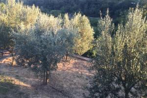 an aerial view of two trees in a field at Casetta Helena in Trieste