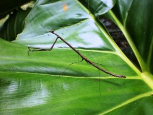 Gallery image of Reserva Natural Heliconia Amazonas in Leticia