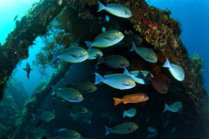a group of fish swimming around a boat in the ocean at Minabali Bunga'lo in Tulamben