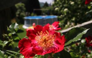 a red flower with a blue object in the background at Haus Köberle Ummendorf in Ummendorf-Biberach
