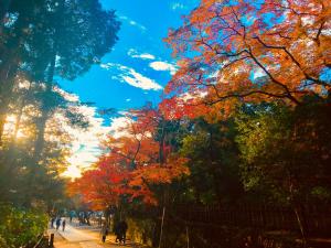 鐮倉的住宿－鎌倉澤傑旅館，一群人沿着一条有五颜六色树木的街道走着