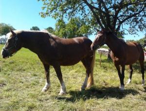 two horses standing next to each other in a field at Ferienwohnungen Zeltnerhof in Breitenbrunn