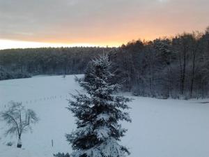 uma árvore de Natal coberta de neve num campo em Ferienwohnungen Zeltnerhof em Breitenbrunn