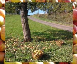 a picture of a pile of fruit next to a tree at Ferienwohnungen Zeltnerhof in Breitenbrunn +8 photos