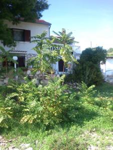 a house with a bunch of plants in front of it at Apartments Elena & Damir in Vis