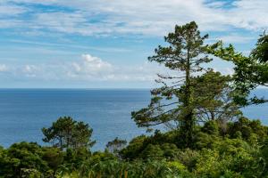 een boom op een heuvel met de oceaan op de achtergrond bij Casa Lilás in São João