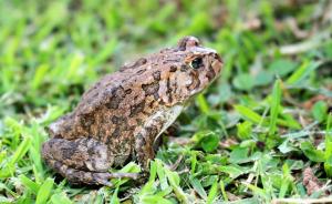 Une grenouille assise sur l'herbe dans l'herbe dans l'établissement @Home in the East, à Pretoria