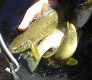 a person holding a bunch of fish in the water at Apartamento Forn de Serra in Lladorre