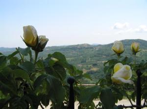 een hek met witte rozen voor een vallei bij Agriturismo La Cascina in Bossolasco
