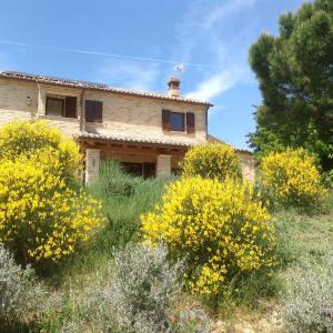 une vieille maison sur une colline avec des fleurs jaunes dans l'établissement Poggio delle Lavande, à Montelupone