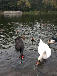 Altri animali domestici presso l'hotel o nei dintorni