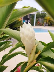 Der Swimmingpool an oder in der Nähe von Gites Fleurs d'abeilles