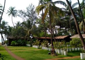 a lush green field with palm trees and palm trees at MamaGoa Resort in Mandrem