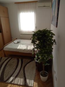 a bedroom with a bed and a potted plant at Cozy studio Belgrade (Zemun) in Belgrade
