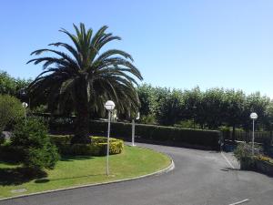 a palm tree in the middle of a driveway at Apartamentos San Pedro en Llanes in Llanes
