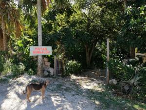 Majutusasutuse Mayan Bungalow Near Chichén külastajatega peatuv lemmikloom või lemmikloomad