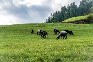 Zvieratá v apartmáne alebo blízkom okolí