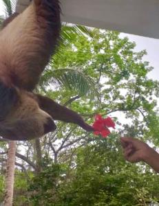 a person feeding a monkey with a red flower at Mar Y Oro in Contadora