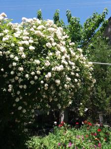 een grote bos van bloemen in een tuin bij Апартаменты 100м2 в малом центре Еревана in Jerevan