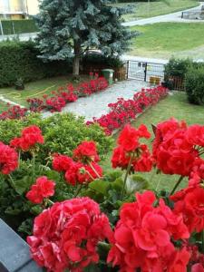 夏特林的住宿－Chez Margot，花园里的一束红色的鲜花
