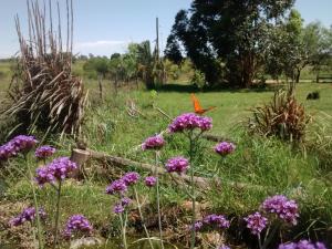 a field with purple flowers in the grass at Bungalows Tiempo Libre in Colón