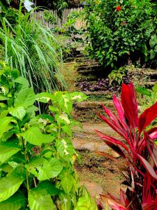 Giardino di Cocoa Cottage