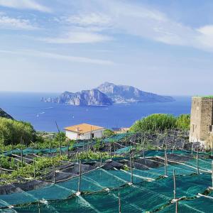 a view of a farm with the ocean in the background at The Dream in Massa Lubrense