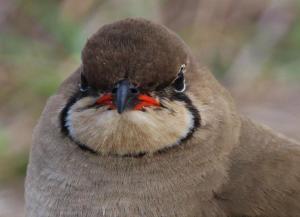 a close up of a bird looking at the camera at Gala Gala Eco Resort in Ponta do Ouro