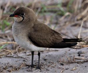 a brown bird standing on the ground at Gala Gala Eco Resort in Ponta do Ouro