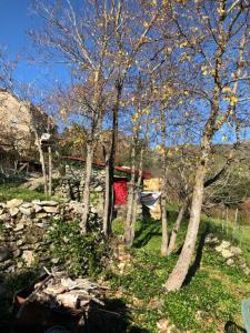 grupa drzew przed domem w obiekcie U paliaghju, une cabane de berger pour vivre un dépaysement total w mieście Santa-Lucia-di-Mercurio