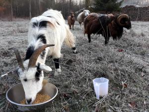 um grupo de cabras a comer de uma tigela de comida em Chambres d'hôtes La Bourbelle em Neufmoutiers-en-Brie